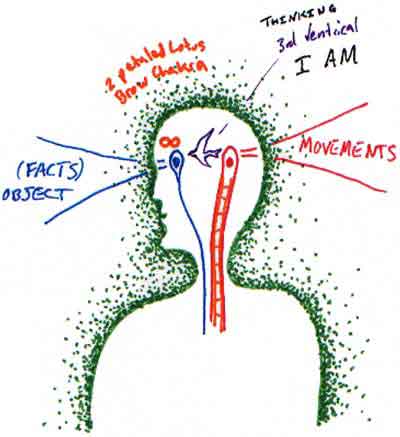 Cerntral and Peripheral Nervous System